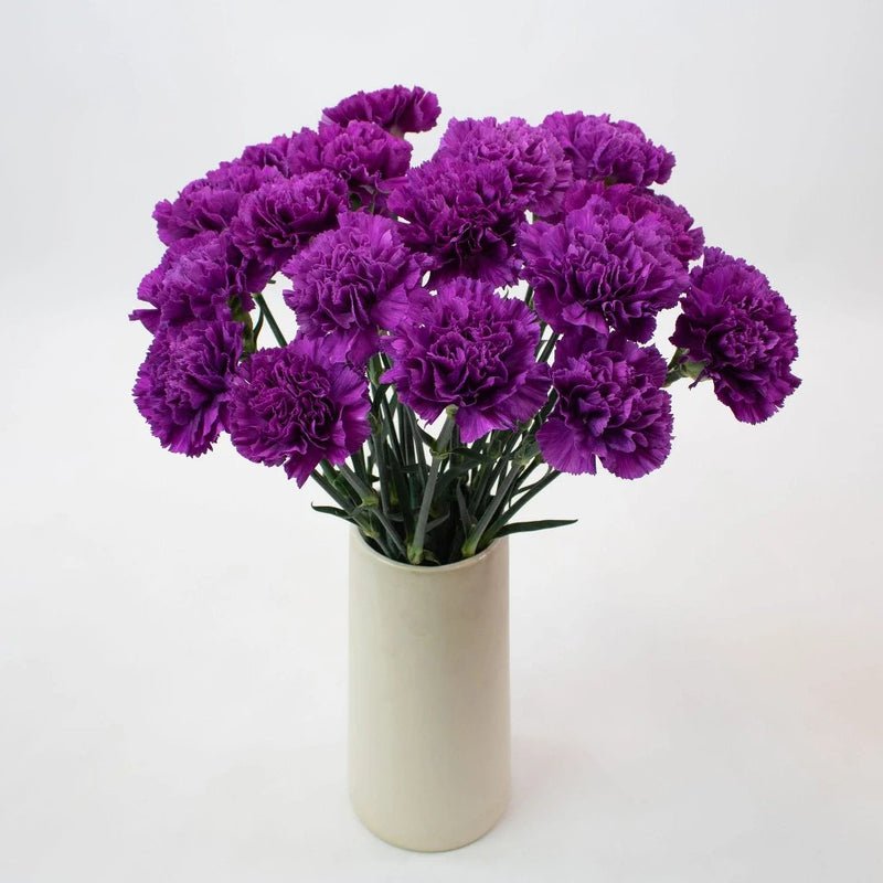 Carnation - Deep Purple (20 Stems) - Laflora.ae