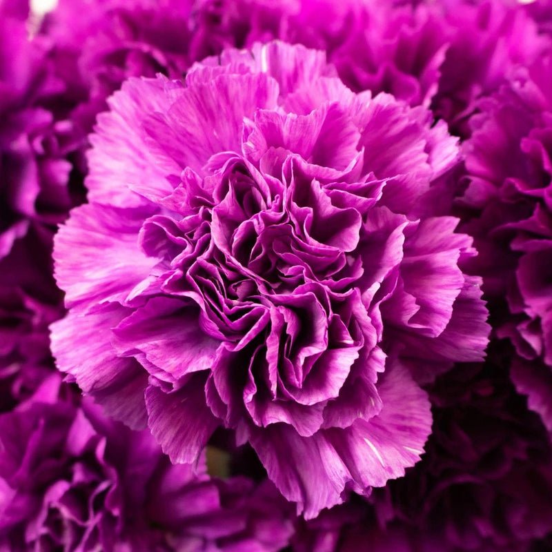 Carnation - Deep Purple (20 Stems) - Laflora.ae