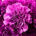 Carnation - Deep Purple (20 Stems) - Laflora.ae