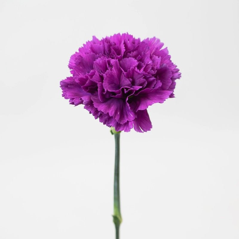 Carnation - Deep Purple (20 Stems) - Laflora.ae