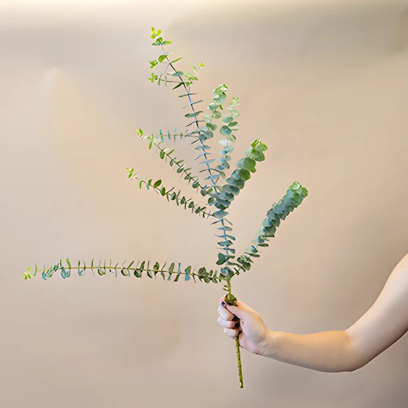 Eucalyptus - True Blue (2 Bunch) - Laflora.ae