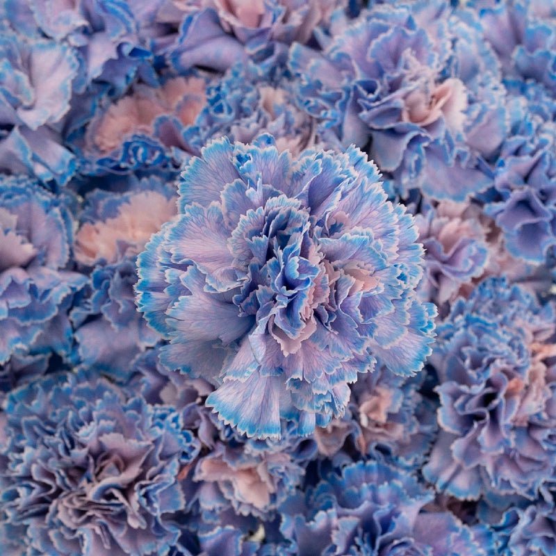 Carnation - Tinted Blue Breeze (25 Stems) - Laflora.ae