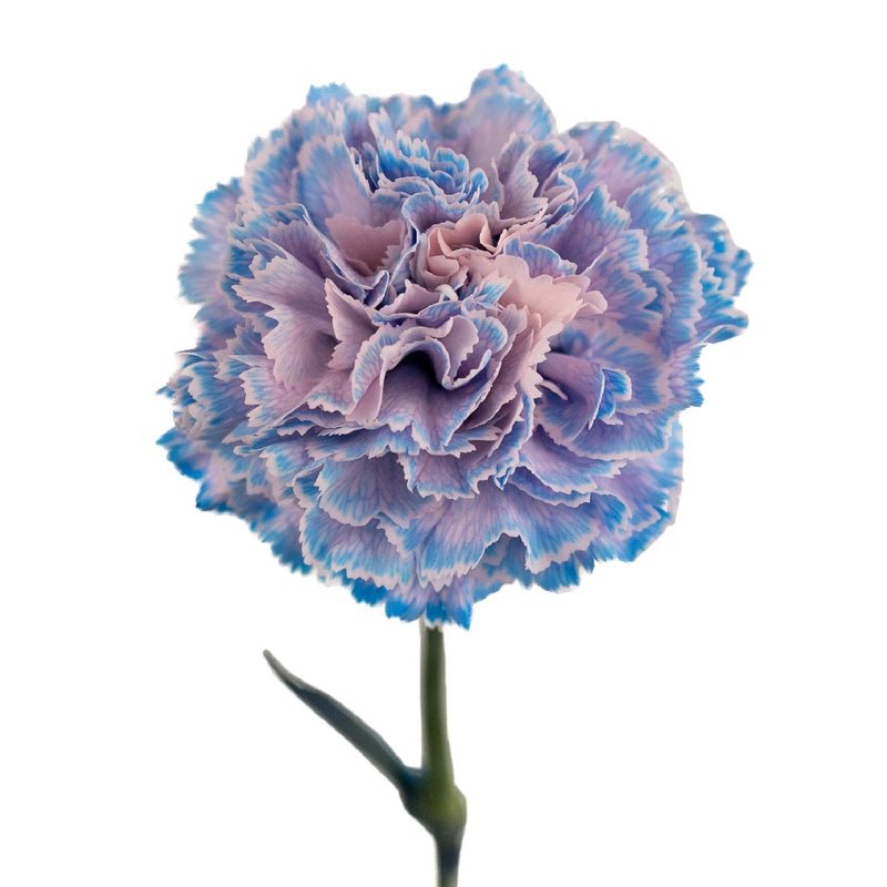 Carnation - Tinted Blue Breeze (25 Stems) - Laflora.ae