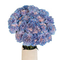 Carnation - Tinted Blue Breeze (25 Stems) - Laflora.ae