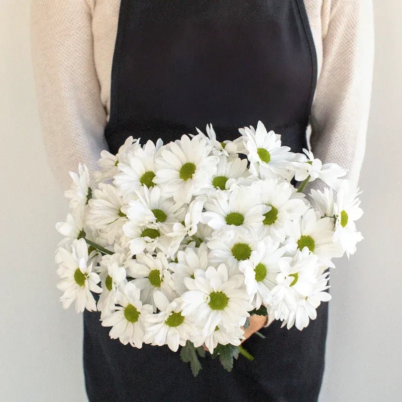 Chrysanthemum - Santini Rossi White (10 Stems) - Laflora.ae