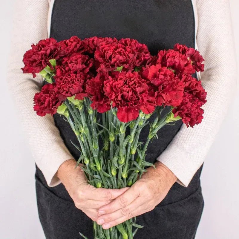 Carnation - Burgundy (20 Stems) - Laflora.ae