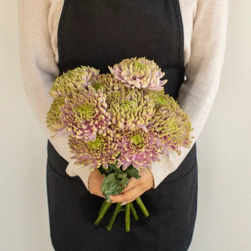 Chrysanthemum - Rossano Charlotte (10 Stems) - Laflora.ae