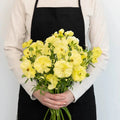 Ranunculus - Pale Yellow Butterfly (10 Stems) - Laflora.ae