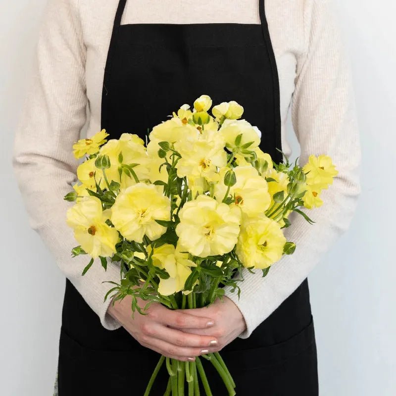 Ranunculus - Pale Yellow Butterfly (10 Stems) - Laflora.ae