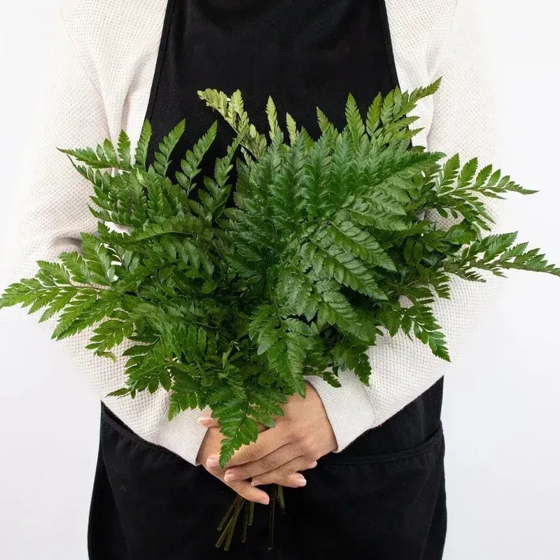 Leather Leaf (2 Bunch) - Laflora.ae