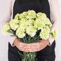 Carnation - Light Green (20 Stems) - Laflora.ae