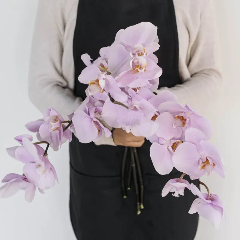 Phalaenopsis - Lavender Blush Bicolor Orchid (1 Stem) - Laflora.ae