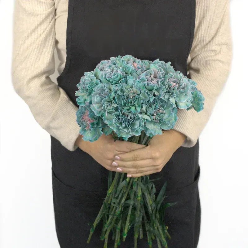 Carnation - Tinted Sailor (25 Stems) - Laflora.ae