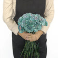 Carnation - Tinted Sailor (25 Stems) - Laflora.ae