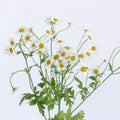 Tanacetum - Fever (20 Stems) - Laflora.ae