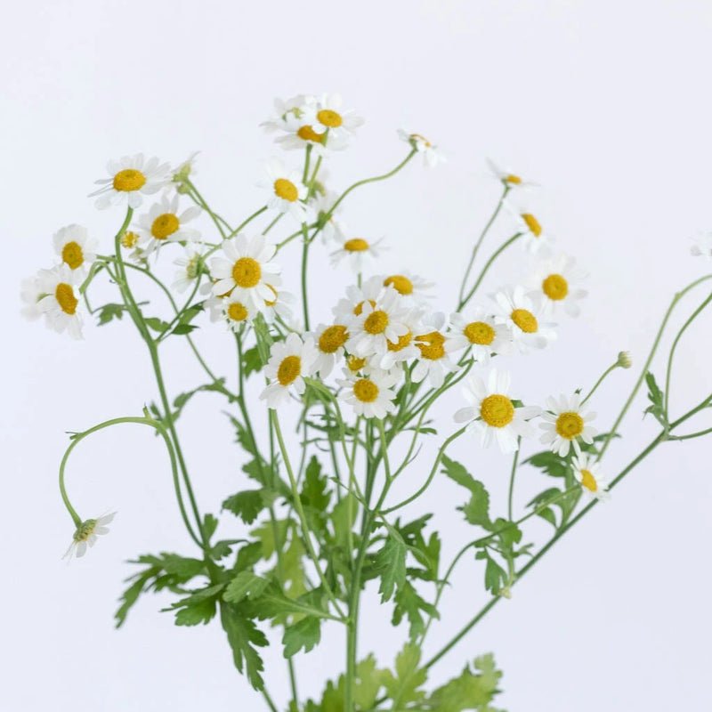 Tanacetum - Fever (20 Stems) - Laflora.ae