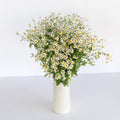 Tanacetum - Fever (20 Stems) - Laflora.ae