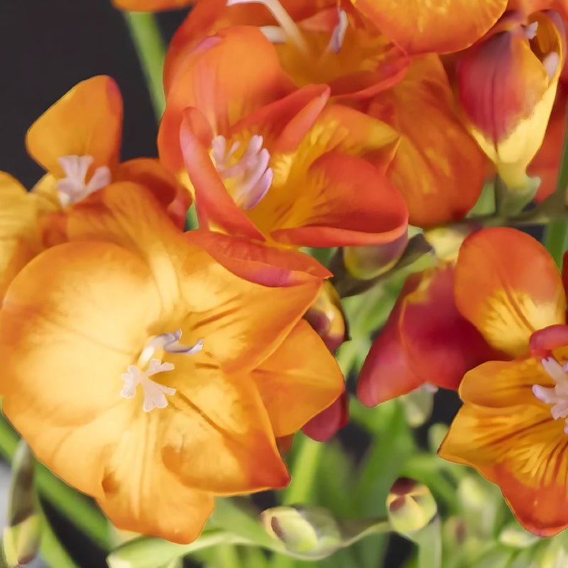 Flaming Red Freesia (10 Stems) - Laflora.ae