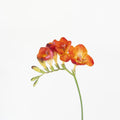 Flaming Red Freesia (10 Stems) - Laflora.ae