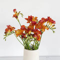 Flaming Red Freesia (10 Stems) - Laflora.ae