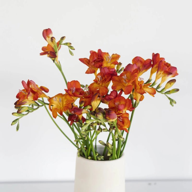 Flaming Red Freesia (10 Stems) - Laflora.ae
