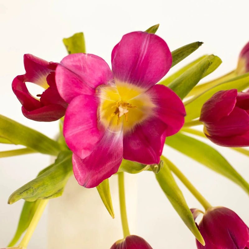 Tulips - Flushed Berry Pink (10 Stems) - Laflora.ae