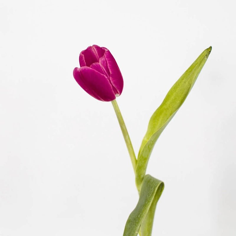 Tulips - Flushed Berry Pink (10 Stems) - Laflora.ae