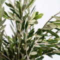 Olive Leaves - Fresh Cut (1 Bunch) - Laflora.ae