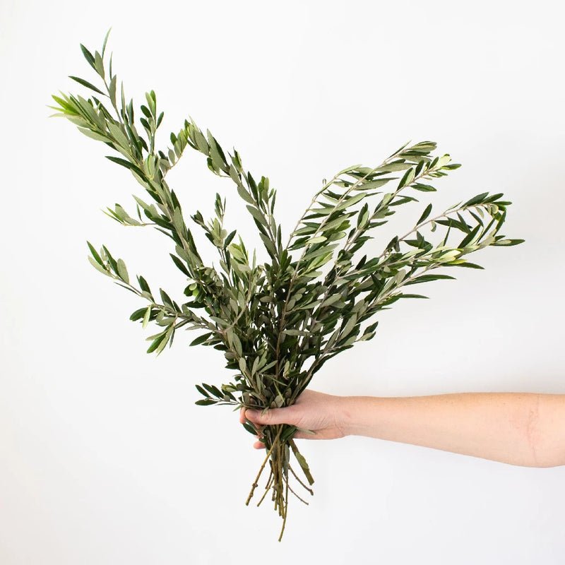 Olive Leaves - Fresh Cut (1 Bunch) - Laflora.ae