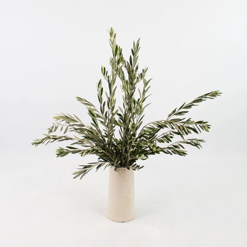 Olive Leaves - Fresh Cut (1 Bunch) - Laflora.ae