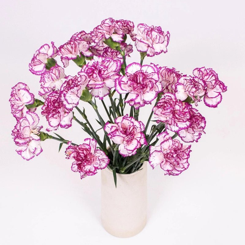 Carnation - Nebula Pink (20 Stems) - Laflora.ae