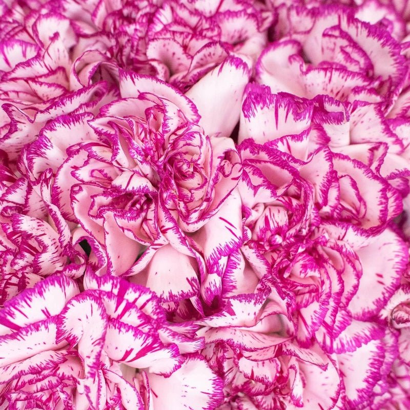 Carnation - Nebula Pink (20 Stems) - Laflora.ae