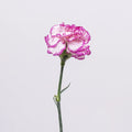 Carnation - Nebula Pink (20 Stems) - Laflora.ae