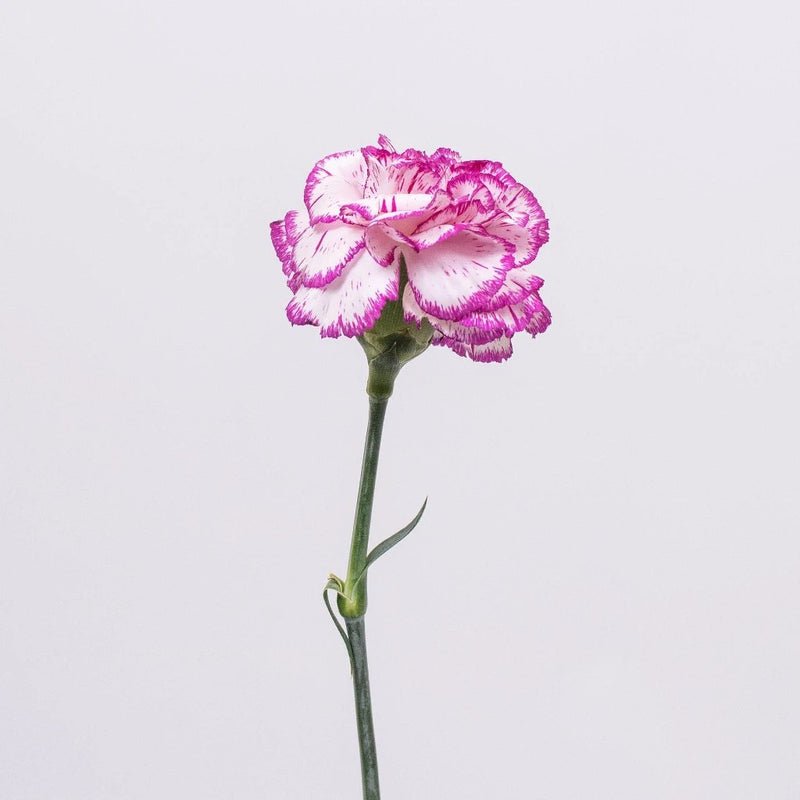 Carnation - Nebula Pink (20 Stems) - Laflora.ae