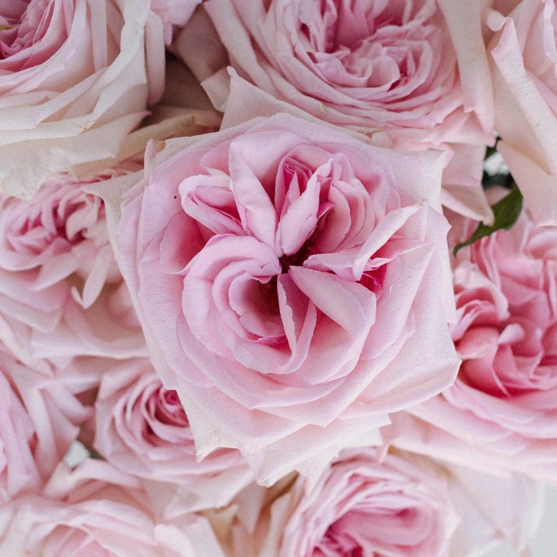 Garden Rose - Soft Pink Ohara Garden - Laflora.ae