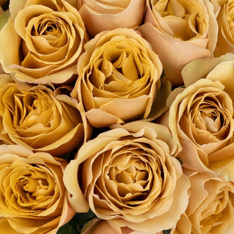Garden Rose - Mustard (12 Stems) - Laflora.ae