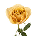 Garden Rose - Mustard (12 Stems) - Laflora.ae