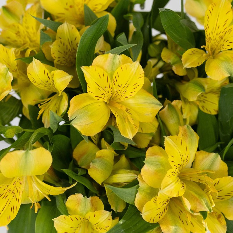 Yellow Alstroemeria (Bunch) - Laflora.ae
