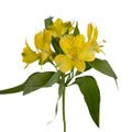 Yellow Alstroemeria (Bunch) - Laflora.ae