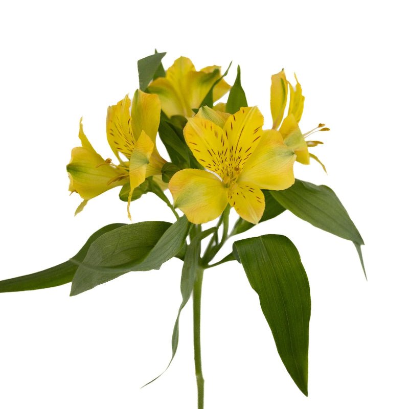 Yellow Alstroemeria (Bunch) - Laflora.ae