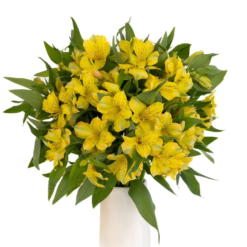 Yellow Alstroemeria (Bunch) - Laflora.ae