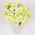 Carnation - Light Green (20 Stems) - Laflora.ae