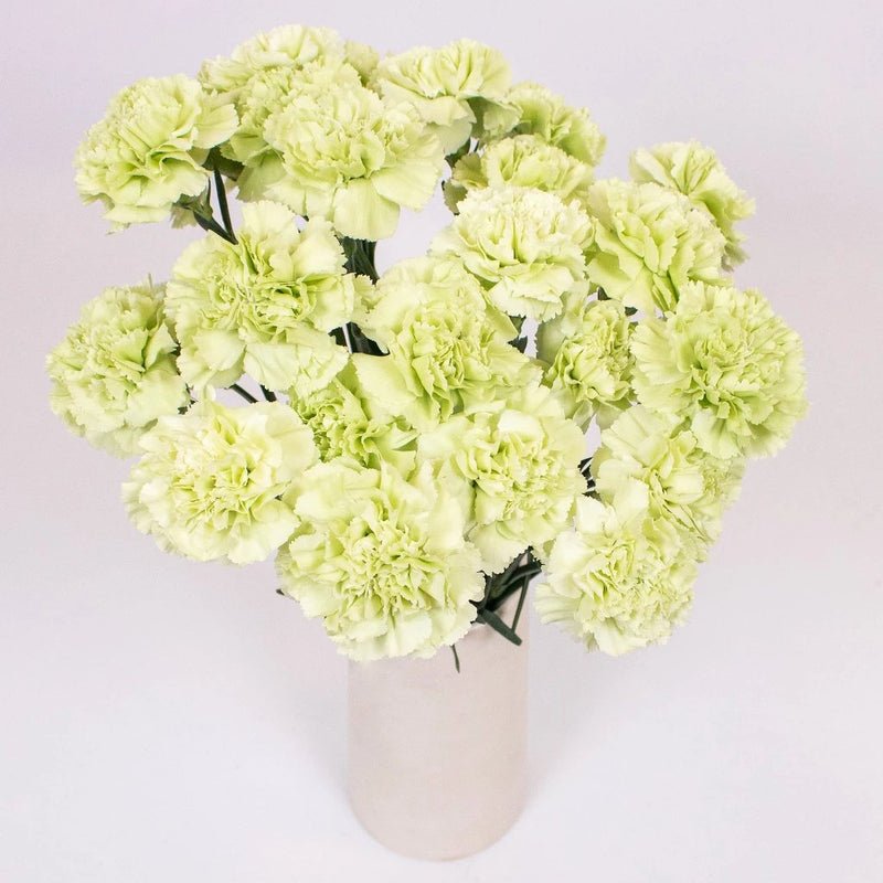 Carnation - Light Green (20 Stems) - Laflora.ae
