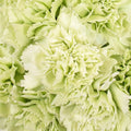 Carnation - Light Green (20 Stems) - Laflora.ae