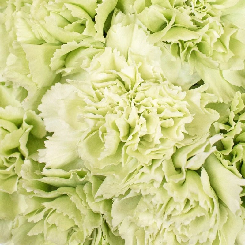 Carnation - Light Green (20 Stems) - Laflora.ae