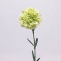 Carnation - Light Green (20 Stems) - Laflora.ae