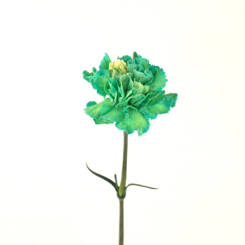Carnation - Tinted Green (25 Stems) - Laflora.ae