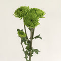 Chrysanthemum - Santini Country (15 Stems) - Laflora.ae