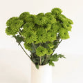 Chrysanthemum - Santini Country (15 Stems) - Laflora.ae