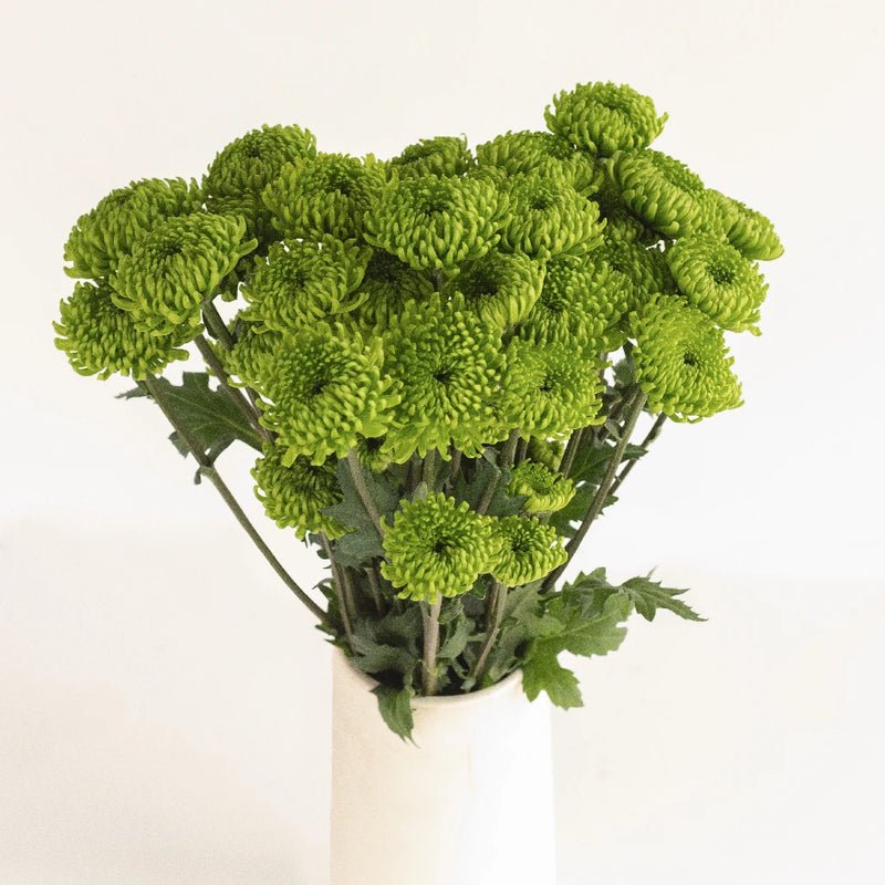 Chrysanthemum - Santini Country (15 Stems) - Laflora.ae